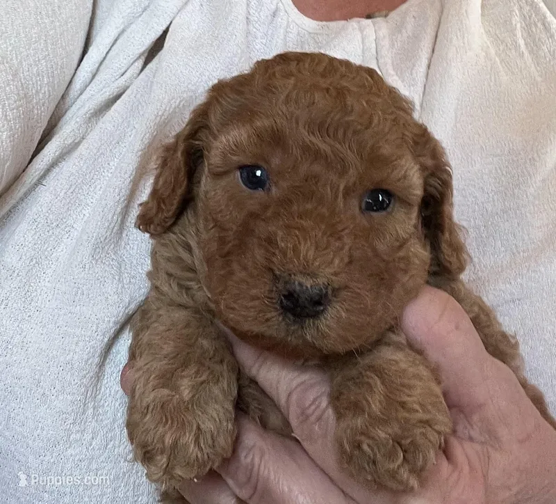 Bo – Cavapoo puppy for sale in Cleveland, NC
