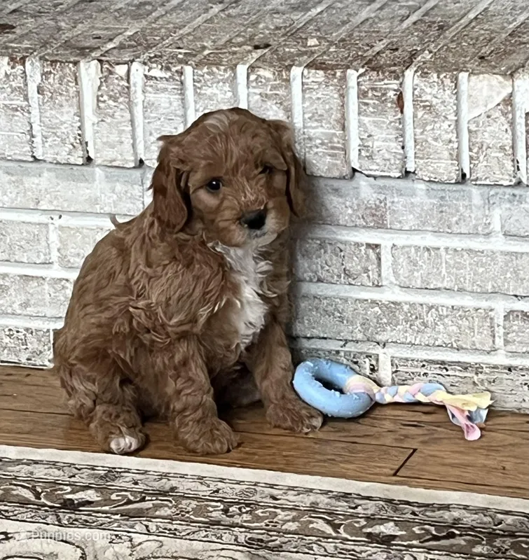 Lola – Cavapoo puppy for sale in Cleveland, NC