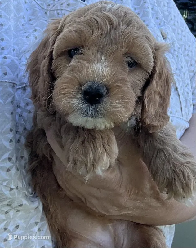 Lola – Cavapoo puppy for sale in Cleveland, NC