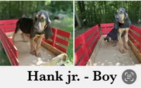 Hank, a male Bloodhound for sale in Cleveland, NC – 1 of 1