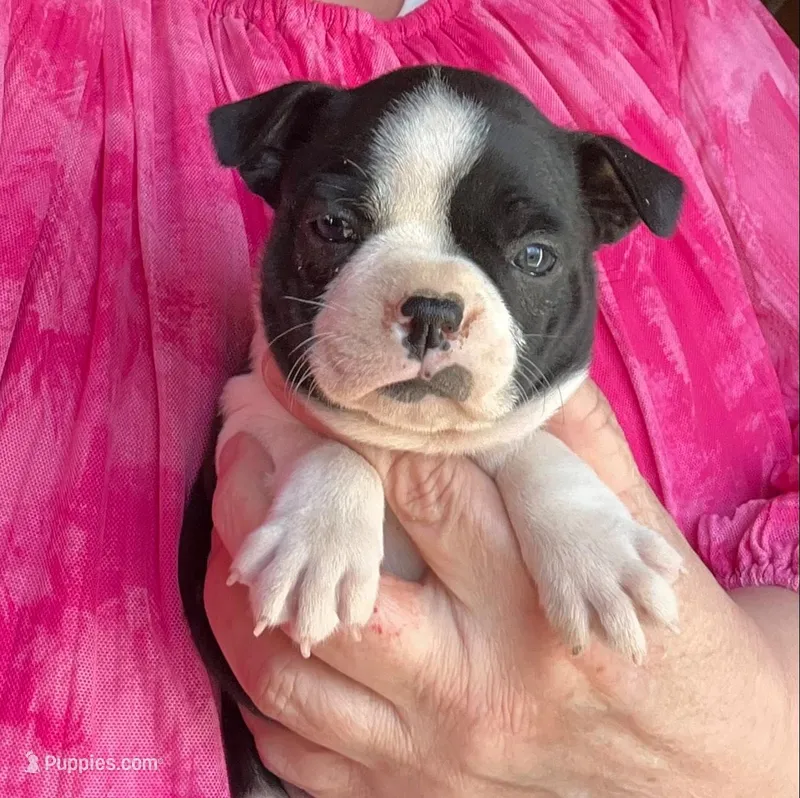 Abby – Boston Terrier puppy for sale in Cleveland, NC