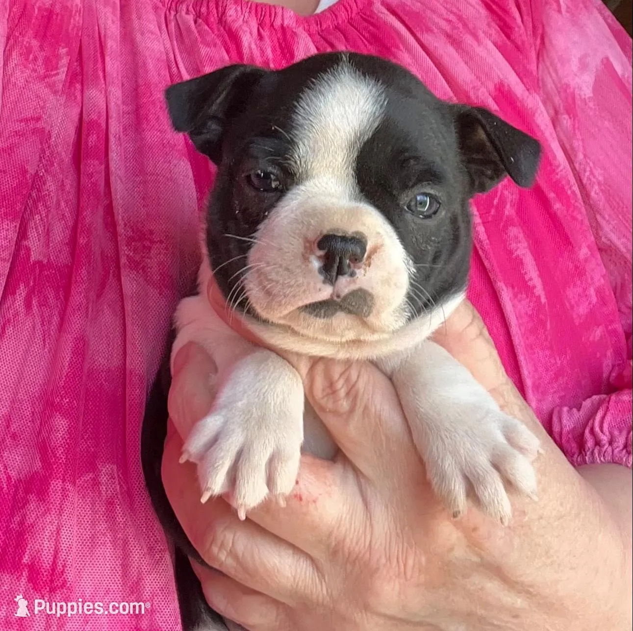 Abby, a female Boston Terrier for sale in Cleveland, NC – Photo 1 of 2