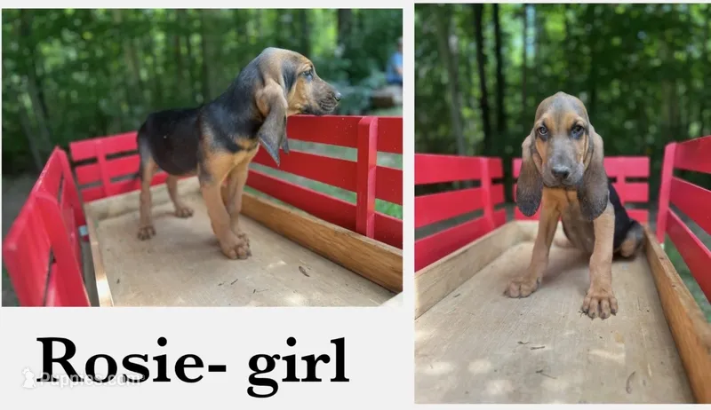 Rosie – Bloodhound puppy for sale in Cleveland, NC