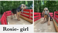 Rosie, a female Bloodhound for sale in Cleveland, NC – 1 of 1