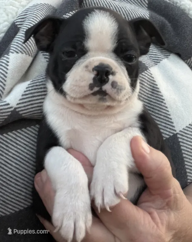 Leo – Boston Terrier puppy for sale in Cleveland, NC