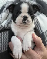Leo, a male Boston Terrier for sale in Cleveland, NC – 1 of 1