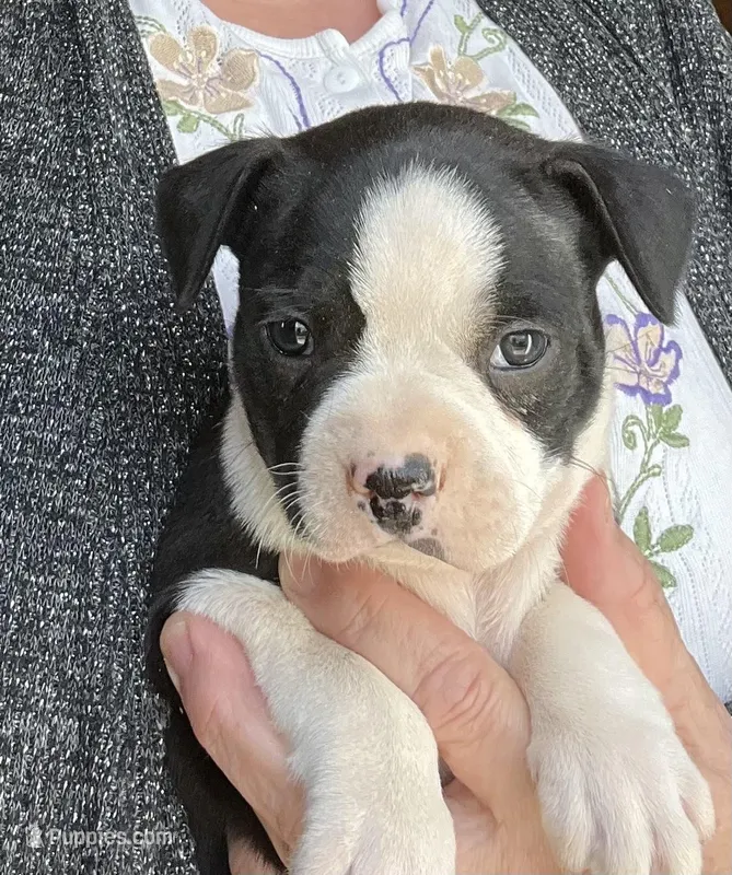 Joey – Boston Terrier puppy for sale in Cleveland, NC