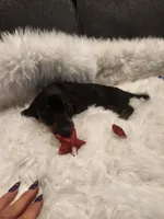 Tiny, a female Dachshund for sale in Palm Springs, CA – 2 of 3
