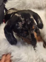 Dotty, a female Dachshund for sale in Palm Springs, CA – 1 of 3