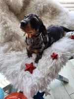 Sally, a female Dachshund for sale in Palm Springs, CA – 2 of 4