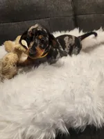 Dotty, a female Dachshund for sale in Palm Springs, CA – 3 of 3