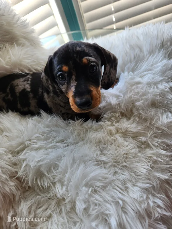 Sally – Dachshund puppy for sale in Palm Springs, CA