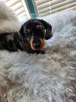 Sally, a female Dachshund for sale in Palm Springs, CA – 1 of 4