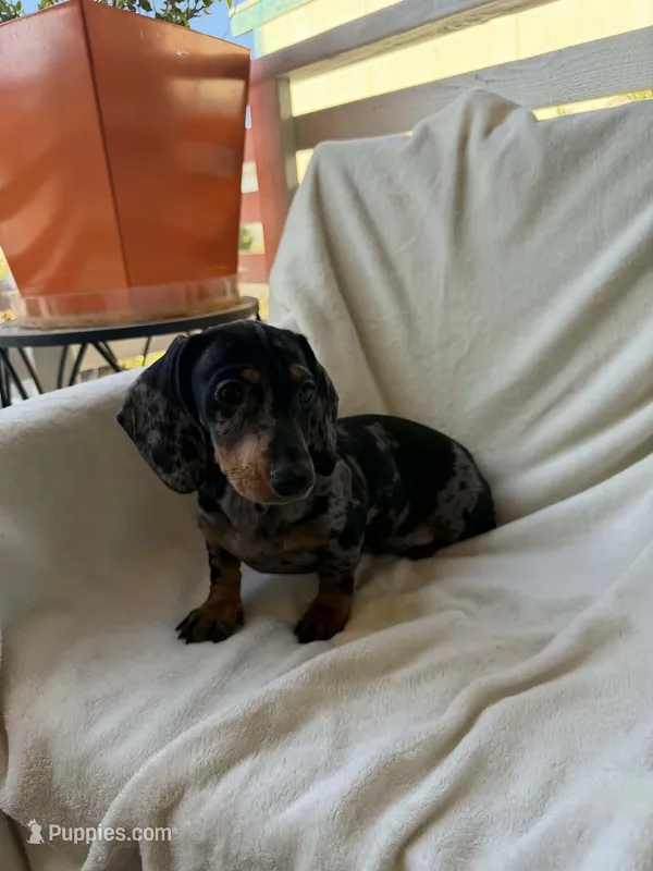 Sally – Dachshund puppy for sale in Palm Springs, CA