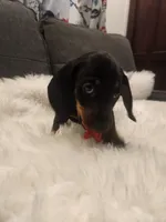 Mable, a female Dachshund for sale in Palm Springs, CA – 4 of 4