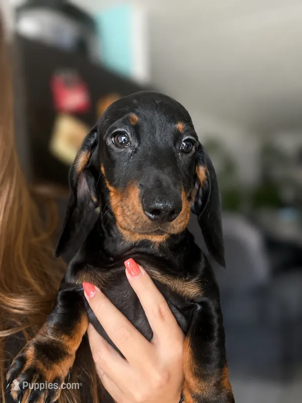 Romeo – Dachshund puppy for sale in Palm Springs, CA