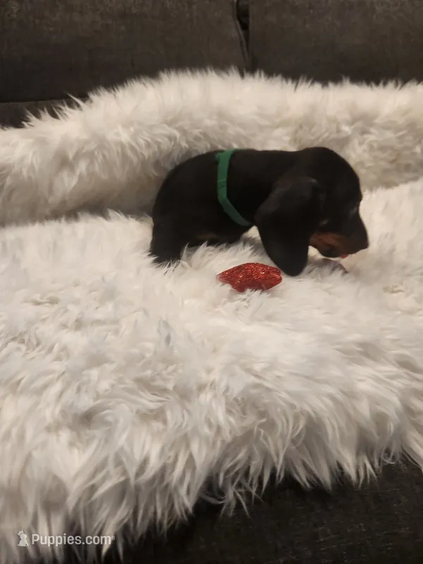 Tiny – Dachshund puppy for sale in Palm Springs, CA