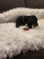 Tiny, a female Dachshund for sale in Palm Springs, CA – 1 of 3