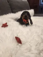 Mable, a female Dachshund for sale in Palm Springs, CA – 3 of 4
