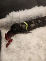 Sally, a female Dachshund for sale in Palm Springs, CA – 4 of 4
