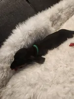 Tiny, a female Dachshund for sale in Palm Springs, CA – 3 of 3