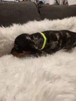 Sally, a female Dachshund for sale in Palm Springs, CA – 3 of 4