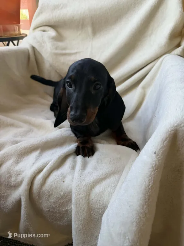 Romeo – Dachshund puppy for sale in Palm Springs, CA