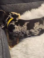 Dotty, a female Dachshund for sale in Palm Springs, CA – 2 of 3