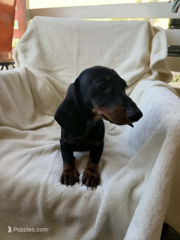 Tiny – Dachshund puppy for sale in Palm Springs, CA