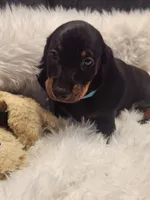 Romeo, a male Dachshund for sale in Palm Springs, CA – 1 of 2