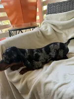 Dotty, a female Miniature Dachshund for sale in Palm Springs, CA – 3 of 5