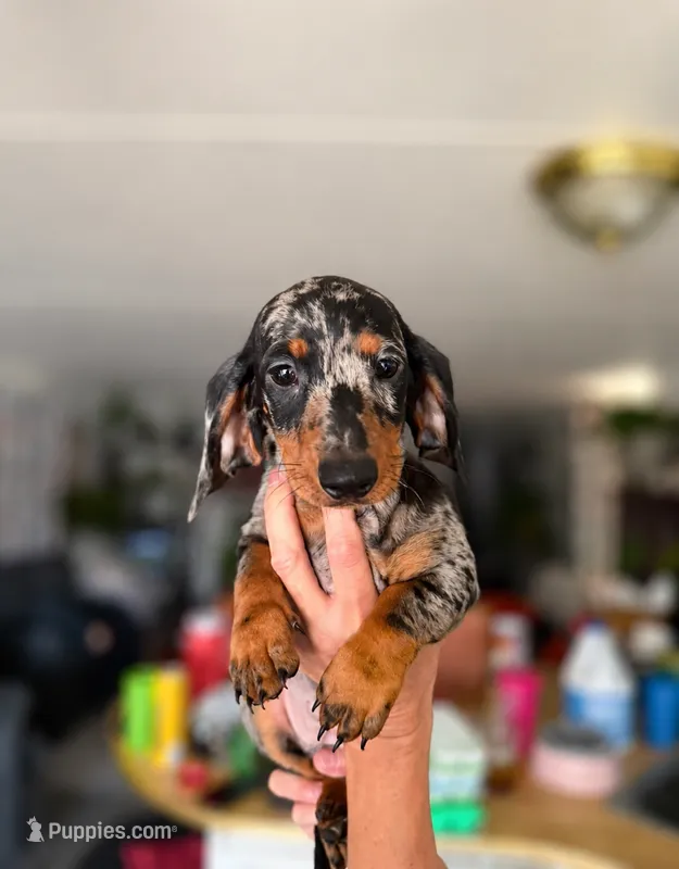 Dotty – Dachshund puppy for sale in Palm Springs, CA