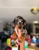 Dotty, a female Miniature Dachshund for sale in Palm Springs, CA – 1 of 5