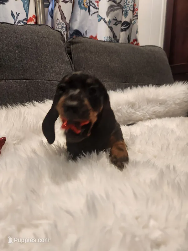 Mable – Dachshund puppy for sale in Palm Springs, CA