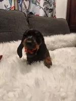 Mable, a female Dachshund for sale in Palm Springs, CA – 1 of 4