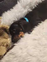 Romeo, a male Dachshund for sale in Palm Springs, CA – 2 of 2