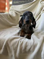 Dotty, a female Miniature Dachshund for sale in Palm Springs, CA – 2 of 5