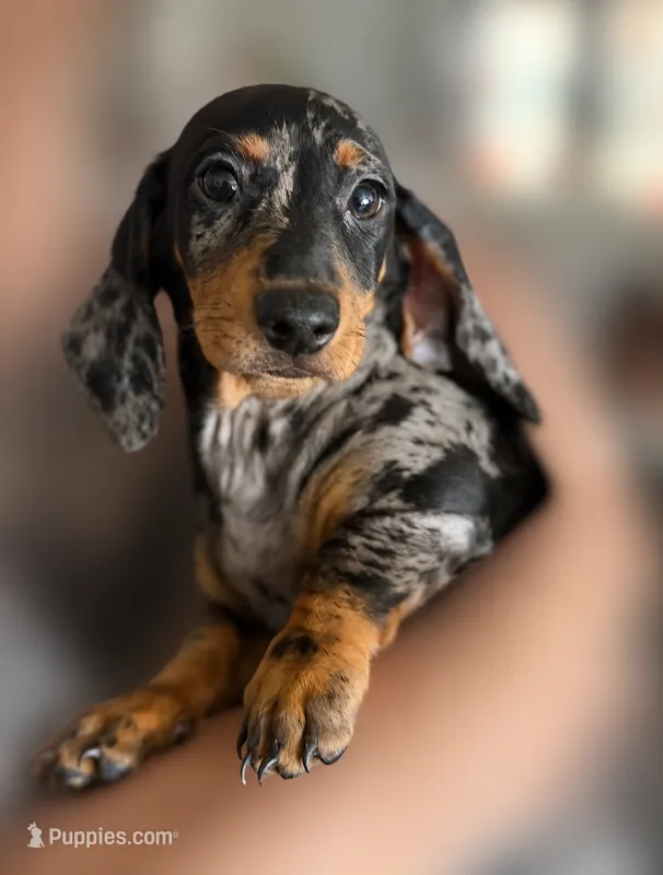 Sally – Dachshund puppy for sale in Palm Springs, CA