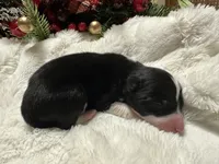 processed/9b153ea8-437b-4e32-85fc-5b5cc18c68d4/listing/00f80259-0041-4ab8-8ed4-73d7677f1691/2b3da25c-efde-4117-a26f-3d71d4e85a8b