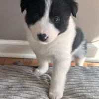 Burt, a male Border Collie for sale in Jonesboro, AR – Photo 5 of 9