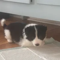 Burt, a male Border Collie for sale in Jonesboro, AR – Photo 7 of 9