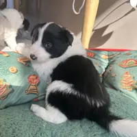 Burt, a male Border Collie for sale in Jonesboro, AR – Photo 8 of 9