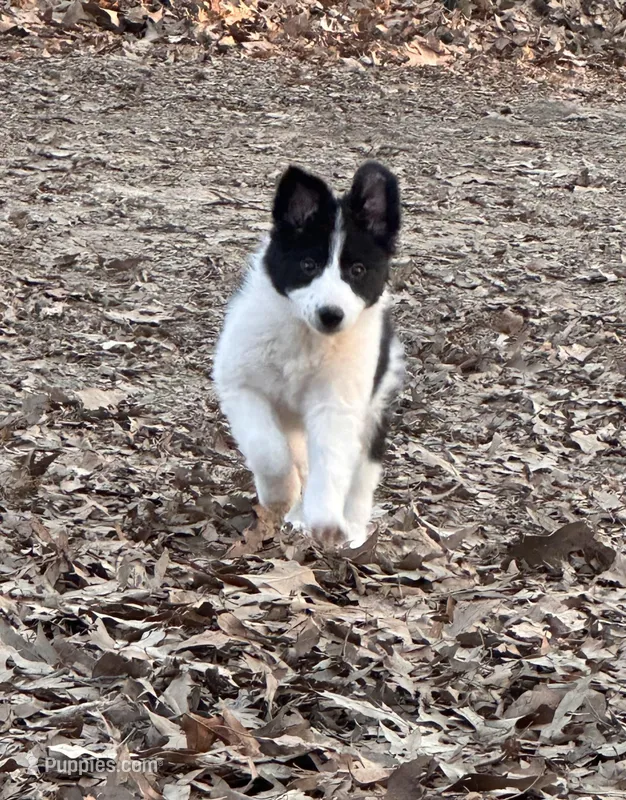 Burt – Border Collie puppy for sale in Jonesboro, AR
