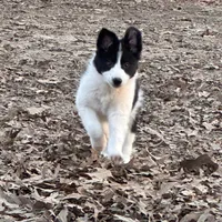 Burt, a male Border Collie for sale in Jonesboro, AR – Photo 1 of 9