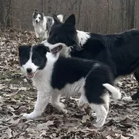 Burt, a male Border Collie for sale in Jonesboro, AR – Photo 4 of 9