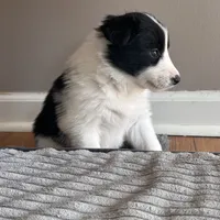 Burt, a male Border Collie for sale in Jonesboro, AR – Photo 9 of 9