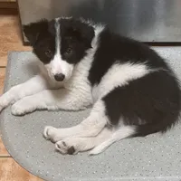 Burt, a male Border Collie for sale in Jonesboro, AR – Photo 2 of 9