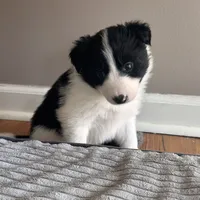Burt, a male Border Collie for sale in Jonesboro, AR – Photo 6 of 9