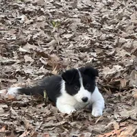Burt, a male Border Collie for sale in Jonesboro, AR – Photo 3 of 9