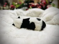 processed/9b153ea8-437b-4e32-85fc-5b5cc18c68d4/listing/d4903008-eddf-4555-aaca-5f50b2fdc26a/4caa7f11-5231-400a-b456-57dc4d1c6321